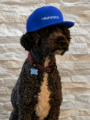 murphy_streichelbauftragter.png