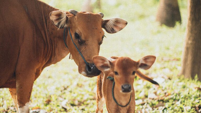 Cow.jpg